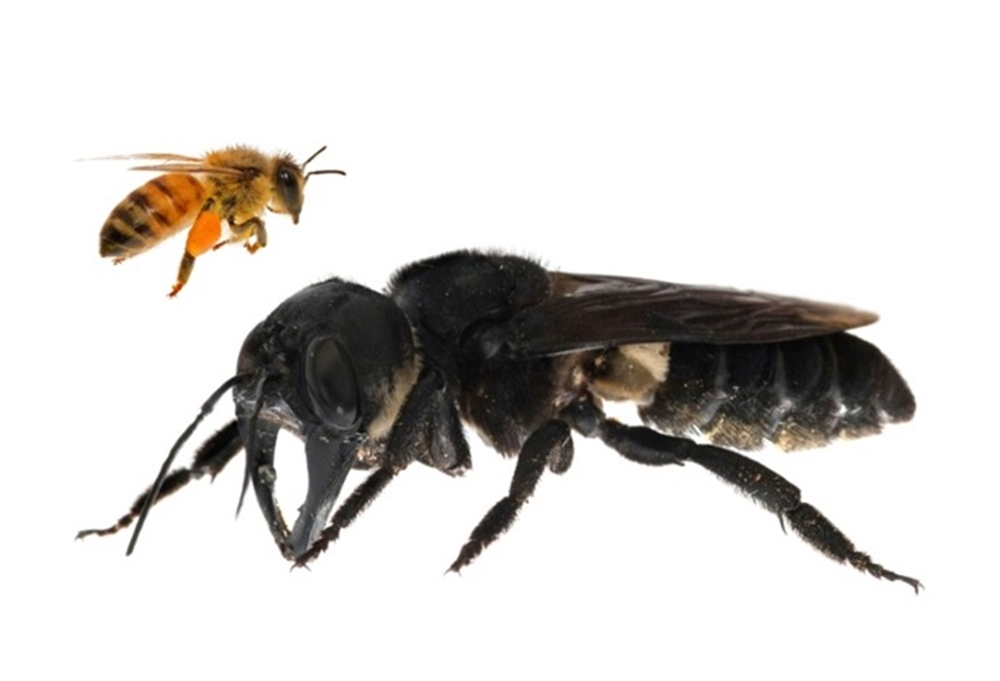 علماء يعثرون على نحلة عملاقة بعد فقدانها لعقود