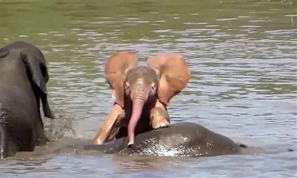 اكتشاف فيل وردي في جنوب إفريقيا – (فيديو)