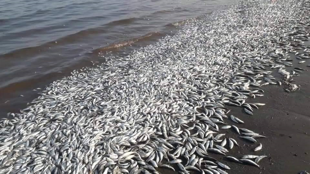 وزير يمني ينفي نفوق أسماك السردين في سواحل عدن