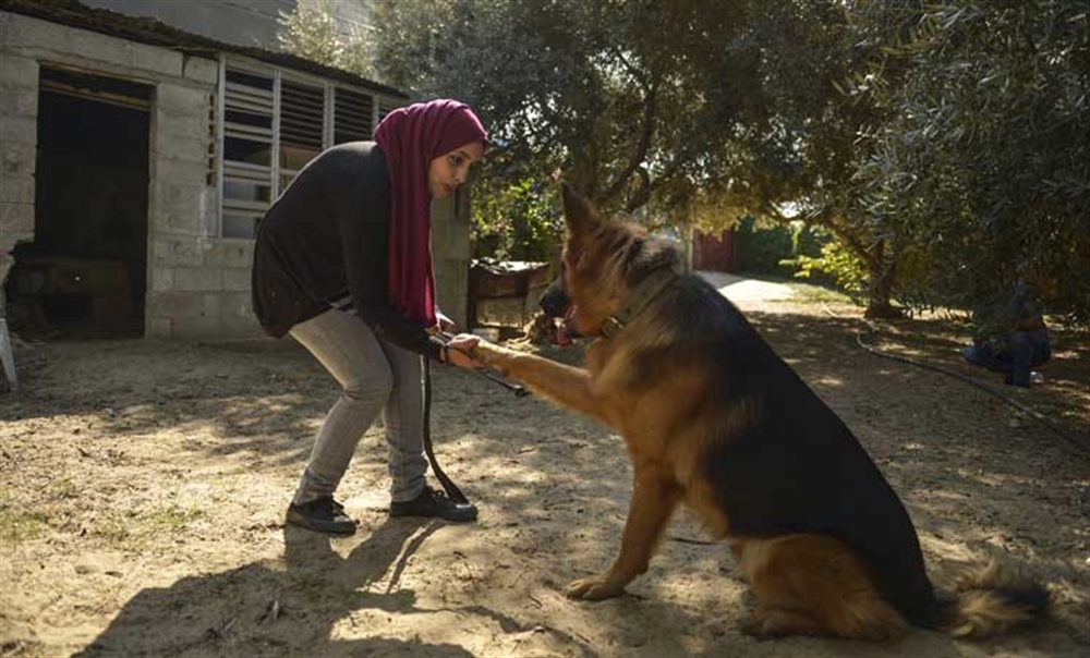 أيادٍ ناعمة في غزة تروّض "شراسة" الكلاب (صور)