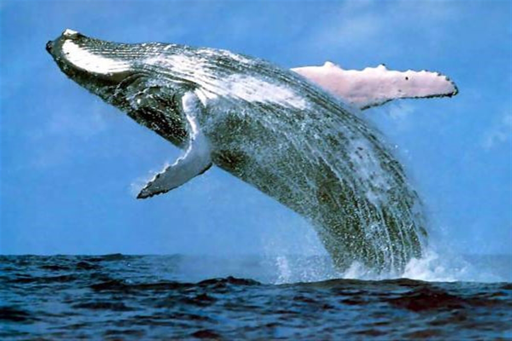 ظاهرة غامضة انتشرت في وسائل التواصل.. ما حقيقة صوت الحوت الأزرق؟