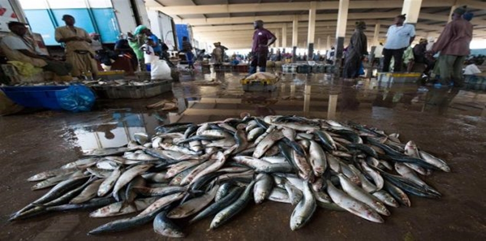 وزارة الثروة تجبر مصانع وشركات القطاع السمكي تصريف النفايات بطريقة صحيحة