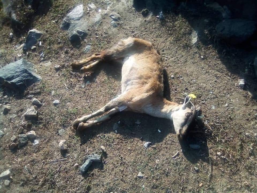 تعز: وفاة أكثر من 150 ماشية بعد إصابتها بالطاعون