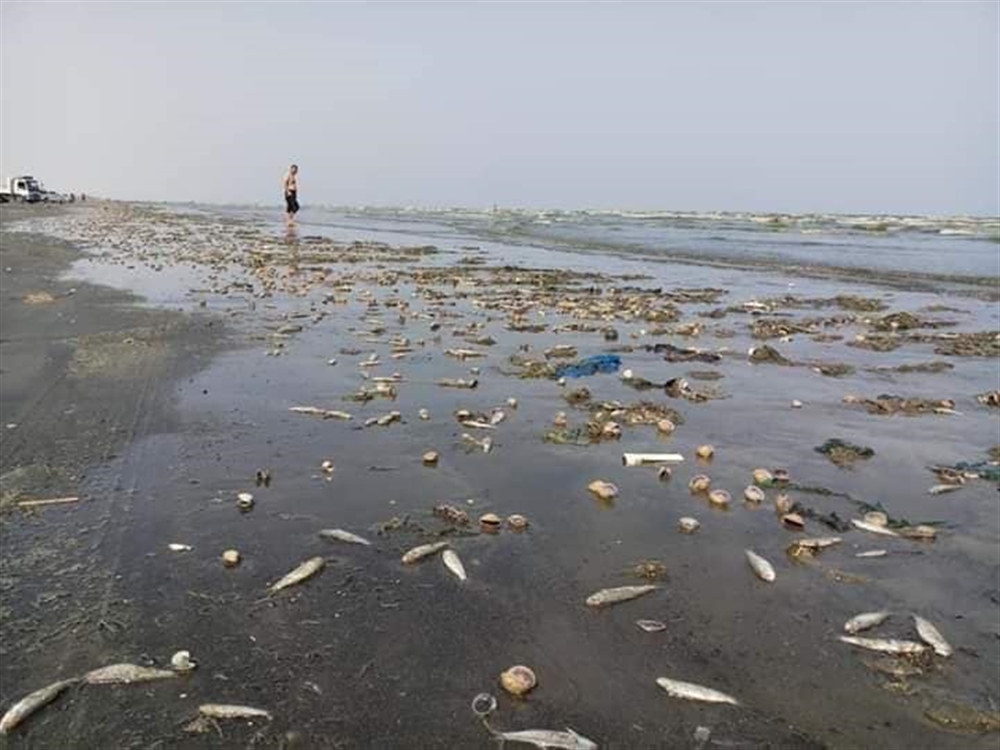 مصدر مسؤول:  نفوق الأسماك والمياه الخضراء في ساحل أبين "ظاهرة طبيعية"