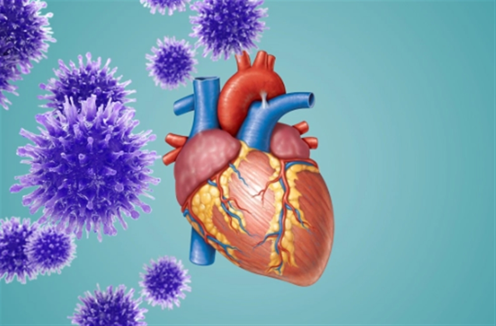 دراسة ألمانية: فيروس كورونا يصيب خلايا القلب ويتكاثر فيها