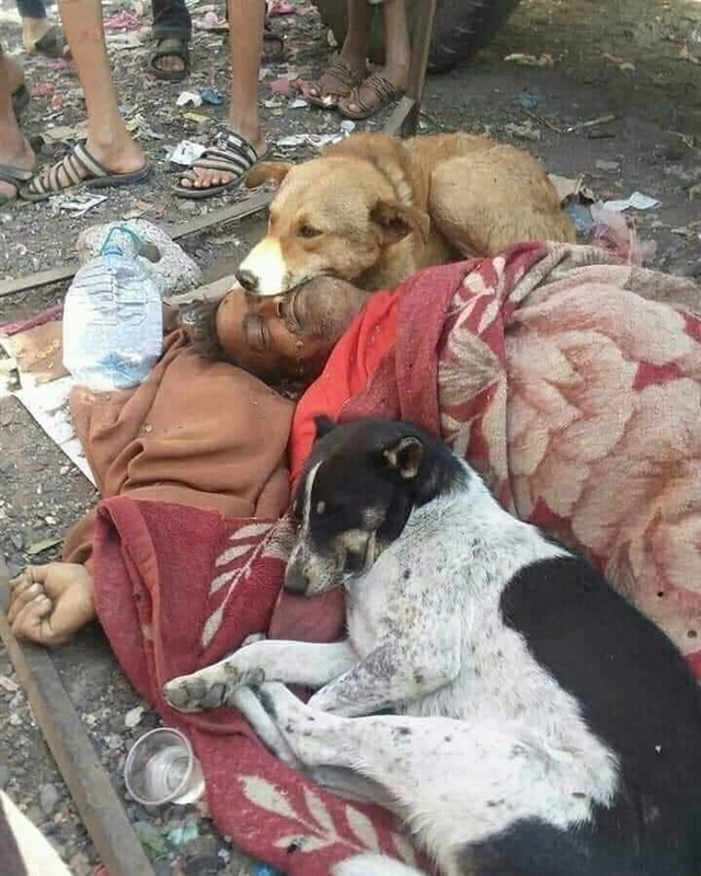 صورة كلاب وفية لصاحبها المتوفي تهز الشارع في اليمن