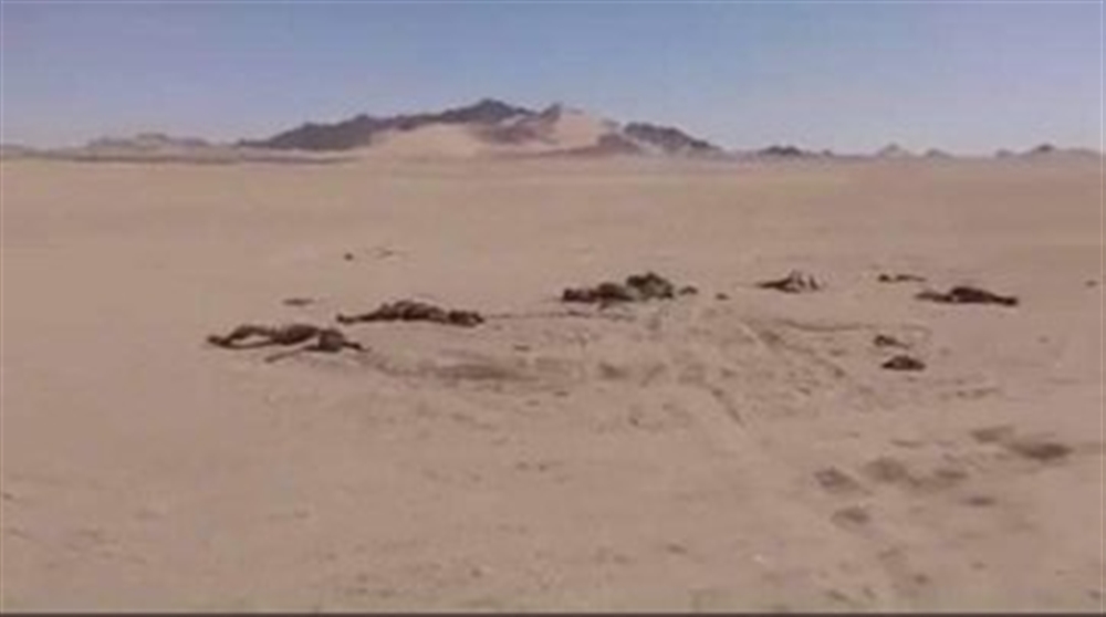 مارب..مليشيا الحوثي تتعرض لمجزرة جديدة والصليب الاحمر ينتشل أكثر من 200  جثة