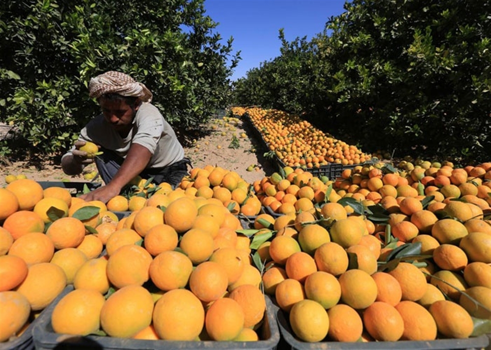 تقرير: تراجع إنتاجية البرتقال في اليمن